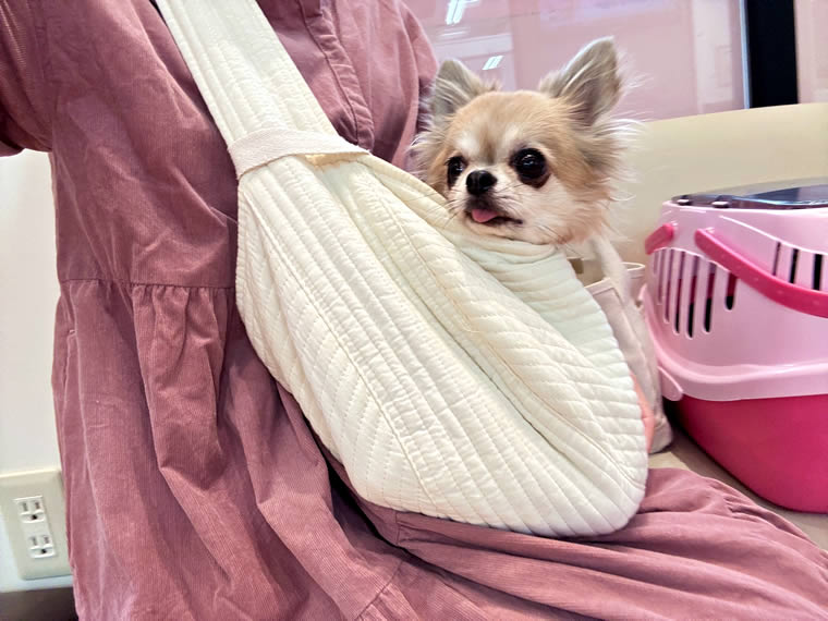 犬・猫 ペットシッター