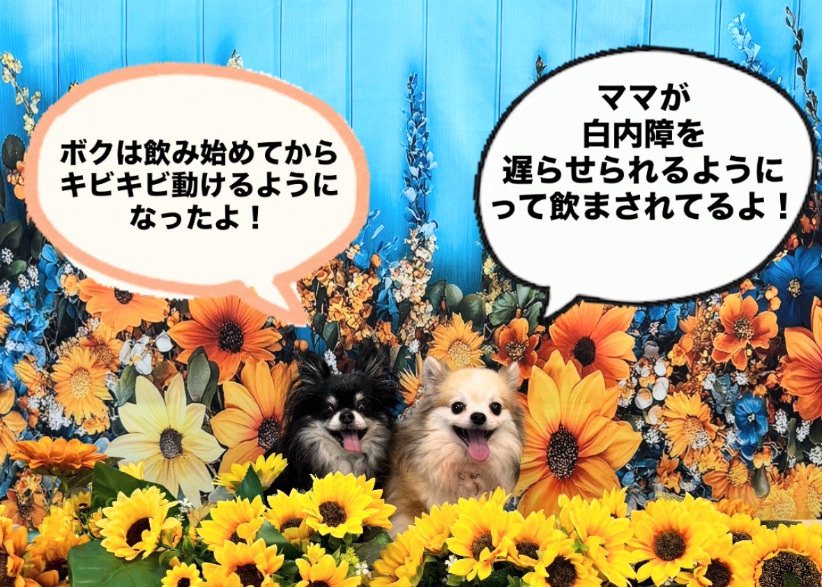 ワンちゃんネコちゃんへの投与