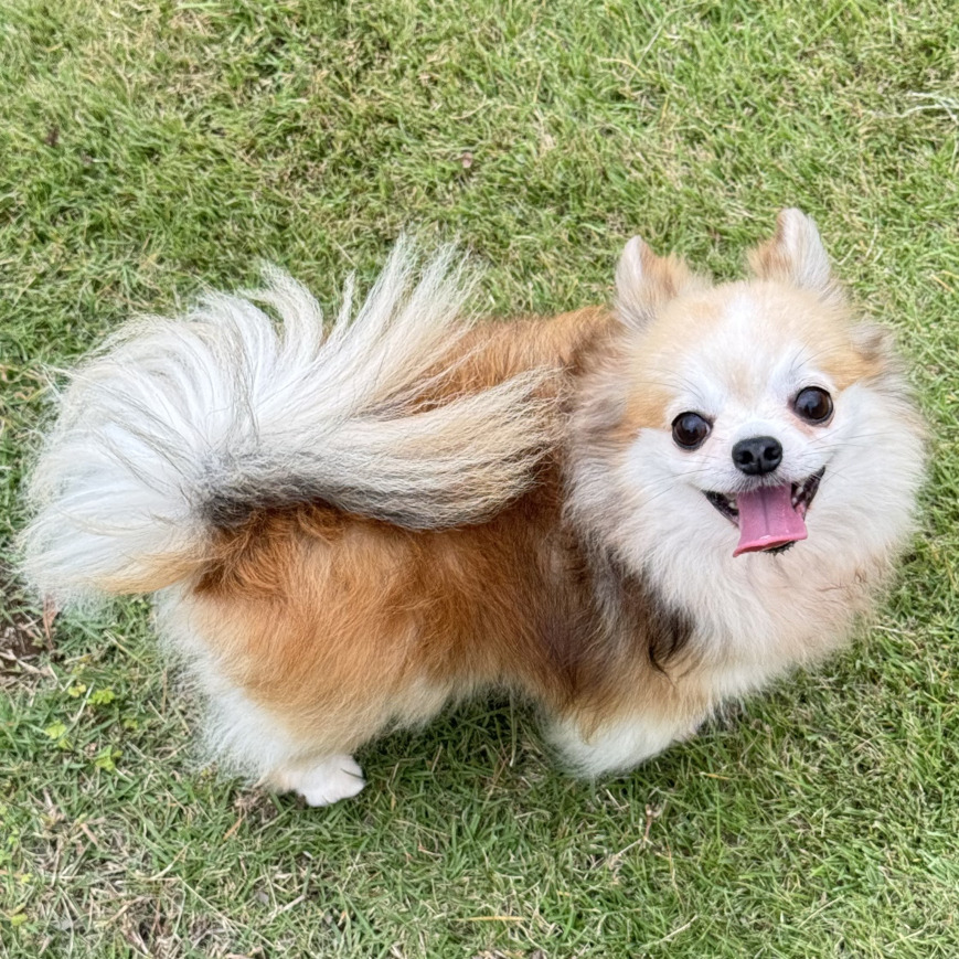 犬・猫　ペットシッター