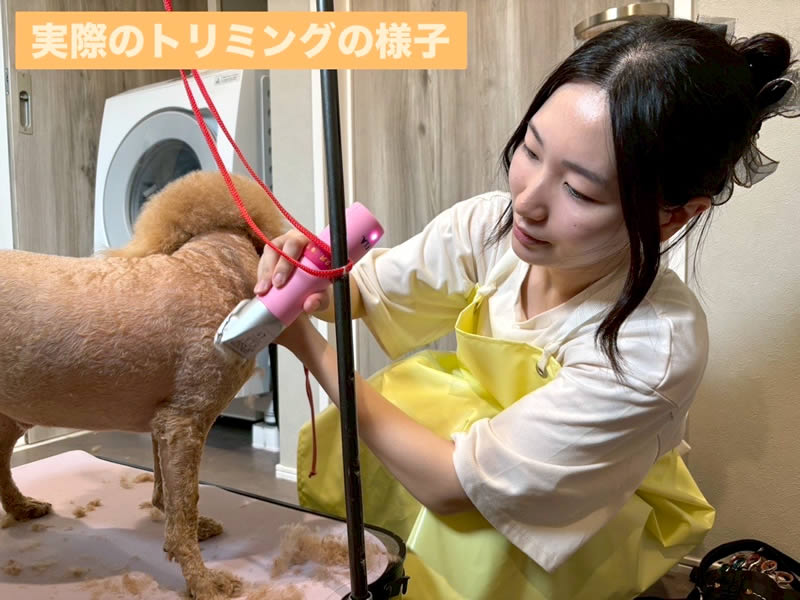 出張トリミング