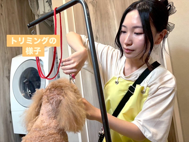 トリミング シャンプーコース、オプションカット